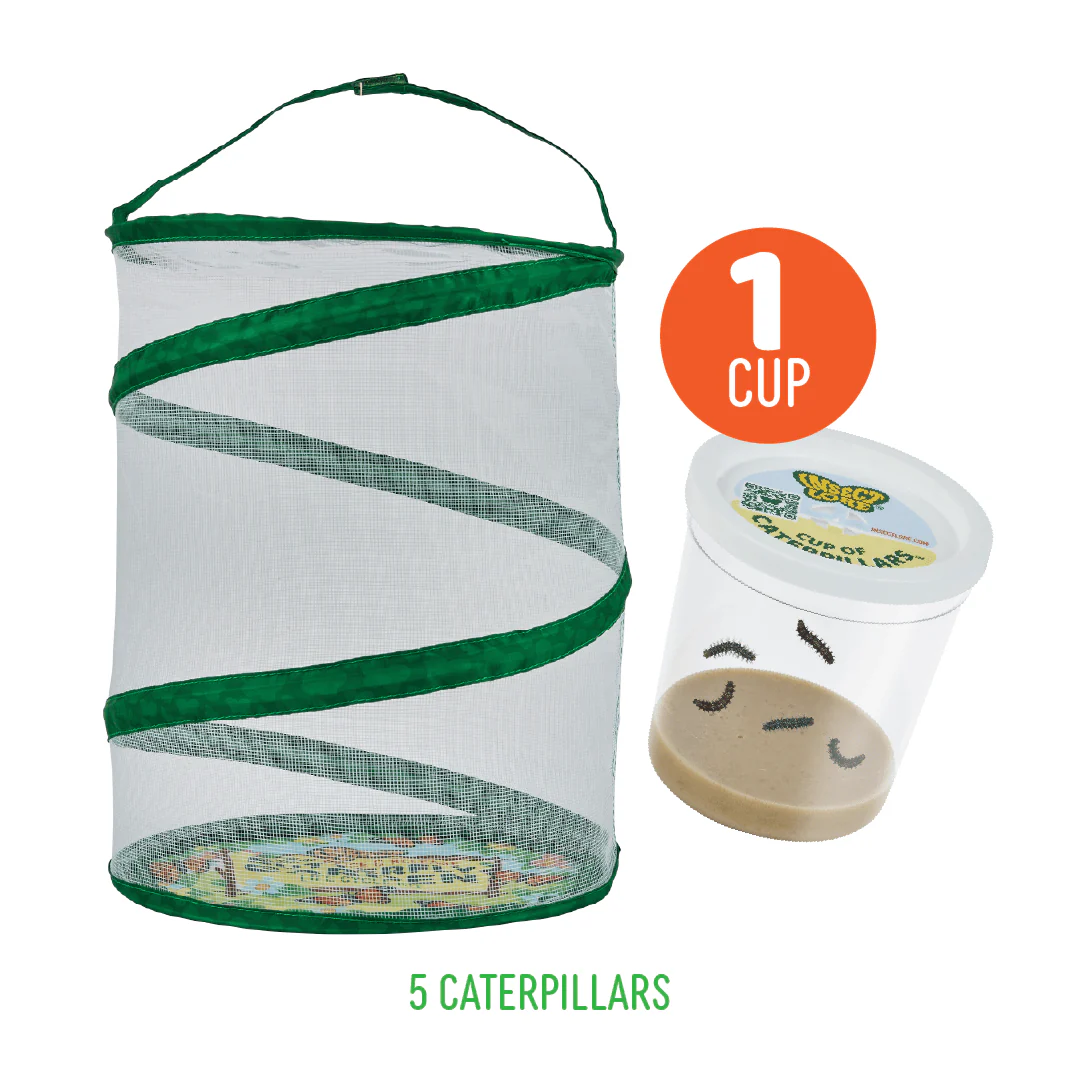 Butterfly Kits with Live Caterpillars